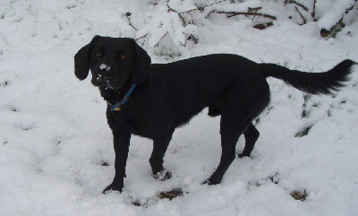 Spud - snow!.jpg (316.62 KiB) Viewed 20145 times Spud - snow!.jpg