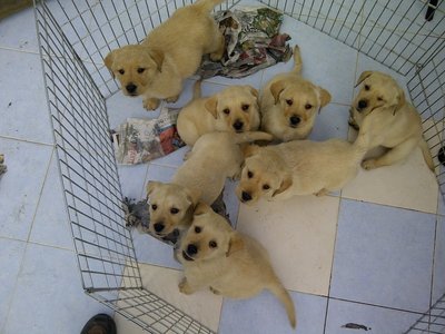 image.jpg (257.84 KiB) Viewed 118983 times image.jpg